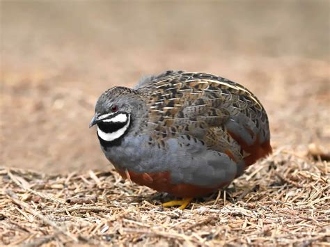 Feb 3, 2022 McLennans diary from that wet season of 1921-1922 has remained the only detailed descriptions of the buff-breasted button-quails ecology. . Button quail price
